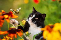 Un chat noir et blanc tente d'attraper un papillon