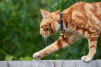 Un chat marche en équilibre sur un rebord en bois