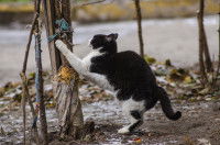 Un chat noir et blanc fait ses griffes sur un arbre