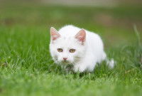 Un chat blanc en train de chasser dans l'herbe
