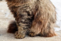 Un chat à poils longs assis sur le sol