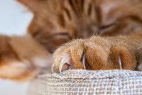 Un chat roux avec un zoom sur sa patte et ses griffes