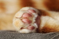 Gros plan sur les doigts d'un chat