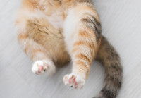 Les pattes arrière d'un chat sur un fond gris