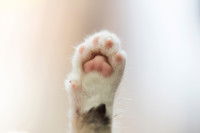 Zoom sur les coussinets d'un chat