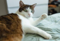 Vue sur les pattes avant d'un chat tricolore allongé sur un lit