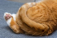 Zoom sur la queue d'un chat roux