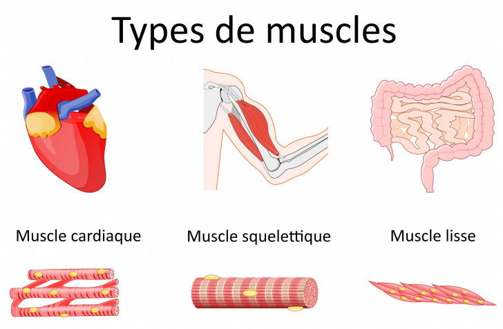 Schéma des différents types de muscles