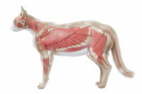 Schéma montrant les muscles du chat de profil