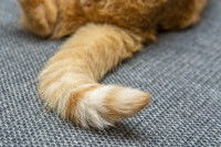 La queue d'un chat roux sur un fond gris