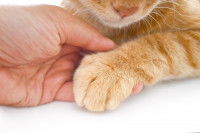 Une femme tient la patte d'un chat roux