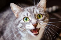 Une tête de chat en gros plan