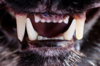 Zoom sur les incisives et canines d'un chat de 3 ans