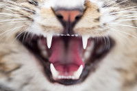 Zoom sur les canines d'un chat