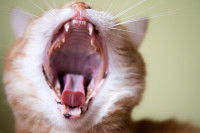 Un chat avec la gueule grande ouverte et les dents bien visibles
