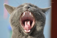 Un chat avec la gueule grande ouverte montre ses dents