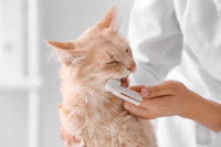 Une femme brosse les dents d'un chat roux