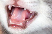 Zoom sur les dents d'un jeune chaton