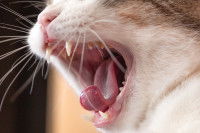 Zoom sur les dents d'un chat adulte