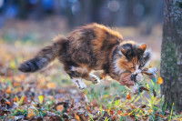 Un chat tente d'attraper une souris au milieu des feuilles mortes