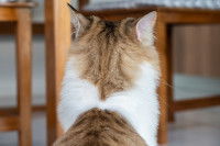 Un chat de dos avec les oreilles en arrière assis dans le salon