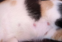 Des mamelles de chat tricolore