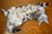 Un chat mâle tacheté couché sur le dos