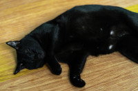 Un chat noir allongé sur le sol, mamelles visibles