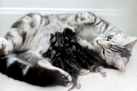 Une chatte grise en train d'allaiter ses chatons