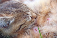 Un chat en train de lécher son ventre et ses mamelles