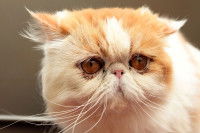 Le rôle des vibrisses du chat