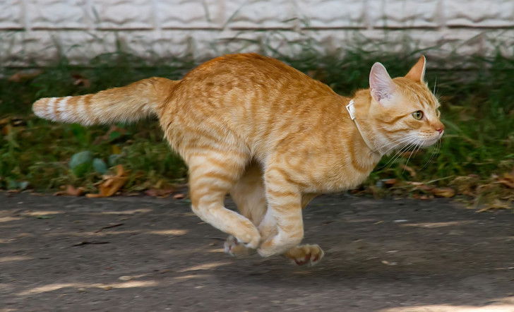 Un jeune chat roux en pleine course dans le jardin