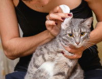 Une femme nettoyant les oreilles de son chat