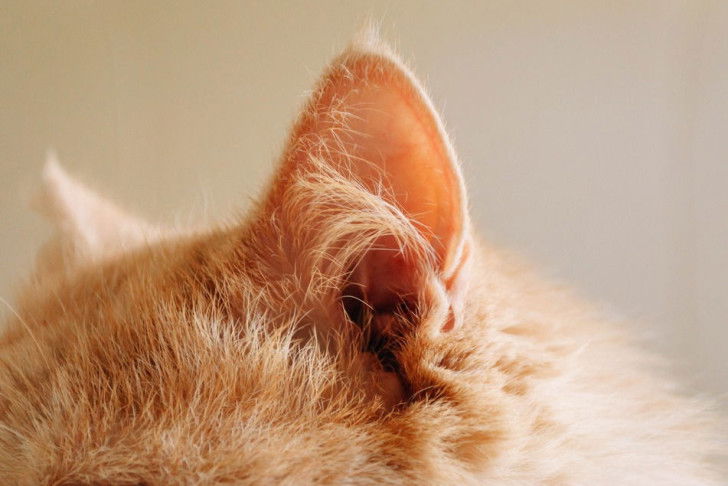Une oreille de chat en gros plan