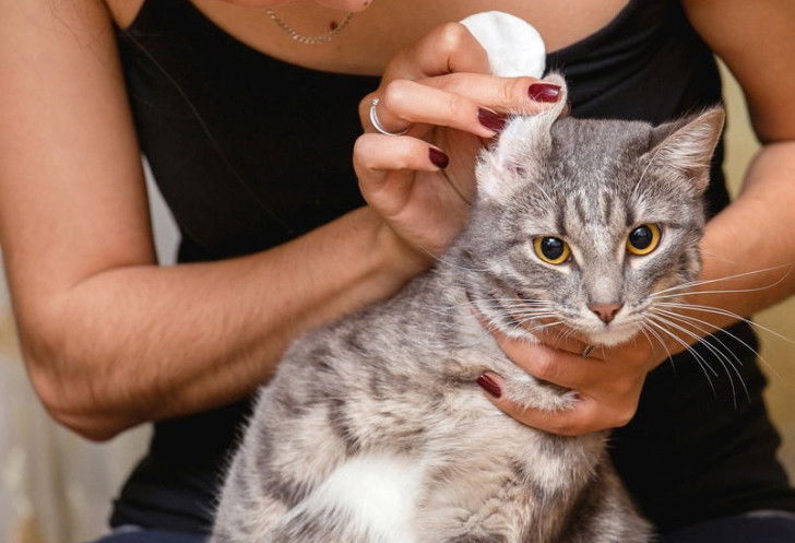 Une femme nettoyant les oreilles de son chat