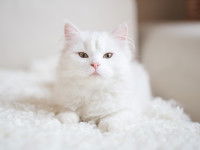 Un chat blanc à poil long et aux yeux jaunes