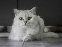 Un très beau chat blanc aux yeux verts