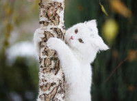 Un chat blanc aux yeux jaunes grimpe sur un arbre