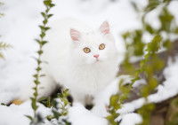 Un chat blanc à poil long dans la neige
