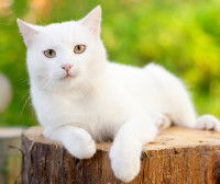 Un chat blanc aux yeux jaunes allongé sur une souche d'arbre