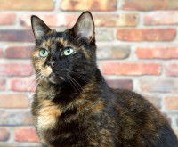 Un chat écaille de tortue aux yeux verts