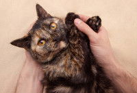 Un chat écaille de tortue aux yeux oranges joue avec les mains d'un homme