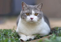 Un chat gris et blanc allongé sur un tapis