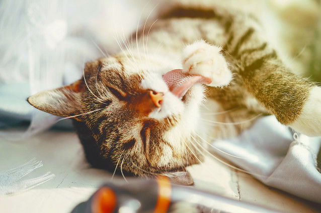 Un chat tigré se léchant la patte