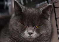 Un British Shorthair avec un problème à l'oeil