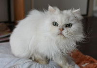 Un chat brachycéphale blanc assis sur une table