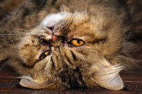 Un chat Persan avec des problèmes de peau sur le visage