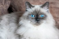 Un chat brachycéphale aux yeux bleus