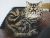 Un chat Persan mackerel tabby