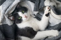 Un chat bicolore blanc et noir allongé sur une couverture